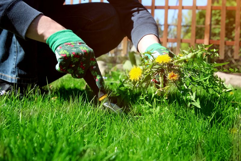 Garden Deweeding
