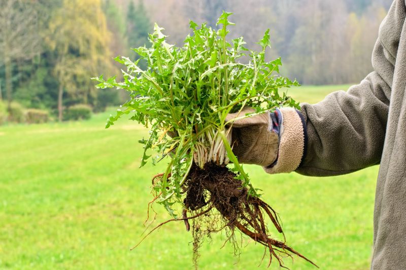 Garden Deweeding