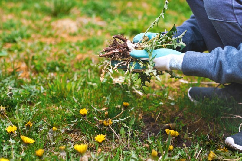 Garden Deweeding