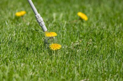 Garden Deweeding