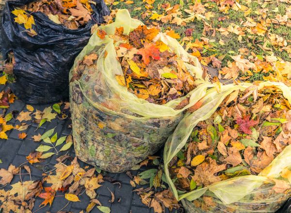 Cost of Yard Cleanup Service in Bothell