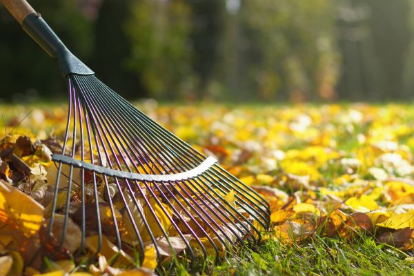 Cost of Leaf Raking Service in Bothell