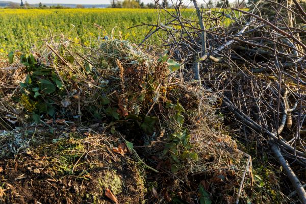 Cost of Brush Disposal in Bothell