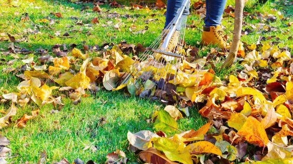 Cost of Lawn Cleanup Service in Bothell