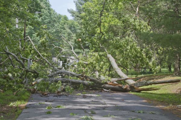 Cost of Tree Debris Removal in Bothell